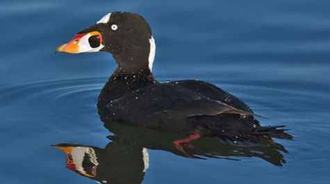 Surf Scoter